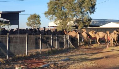 Thousands of feral camels are 'terrorising' residents as they desperately search for water in Central Australia