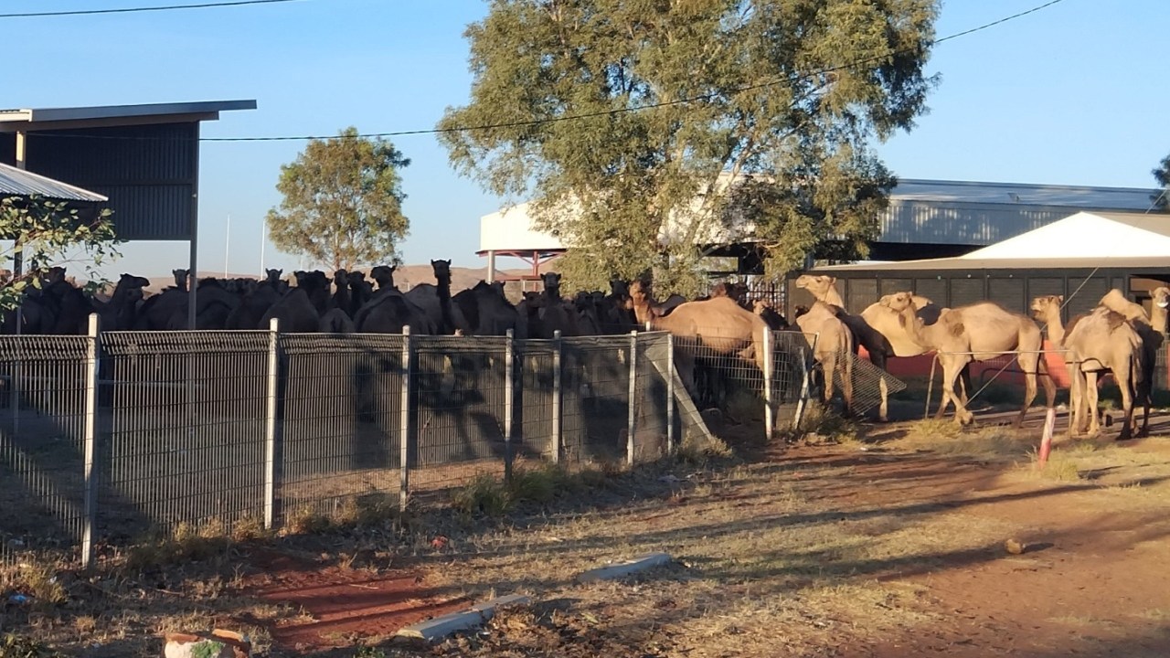 Thousands of feral camels are 'terrorising' residents as they desperately search for water in Central Australia