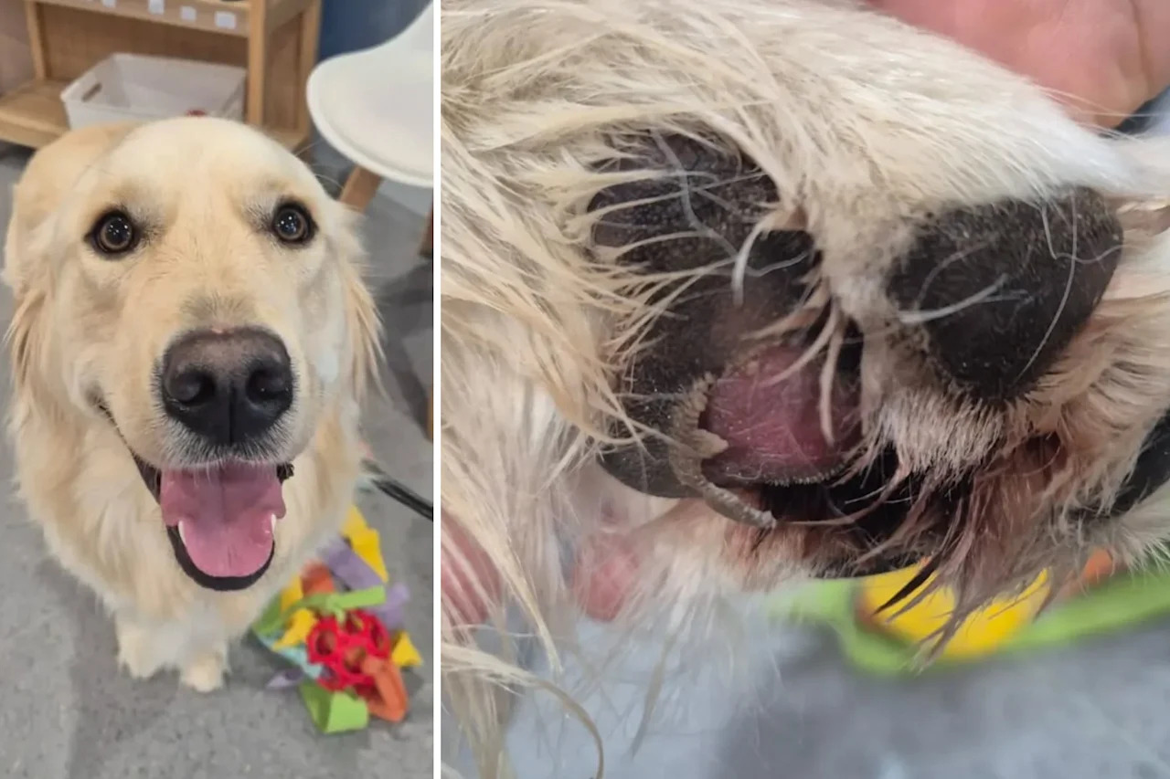 Left, Henry the dog at the vet. Right, Henry's severely burned paws. 