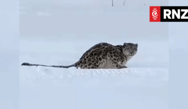 Snow leopard mauls skier in China’s Xinjiang region