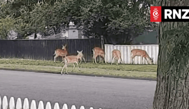 Wild deer wandering the streets of Whanganui