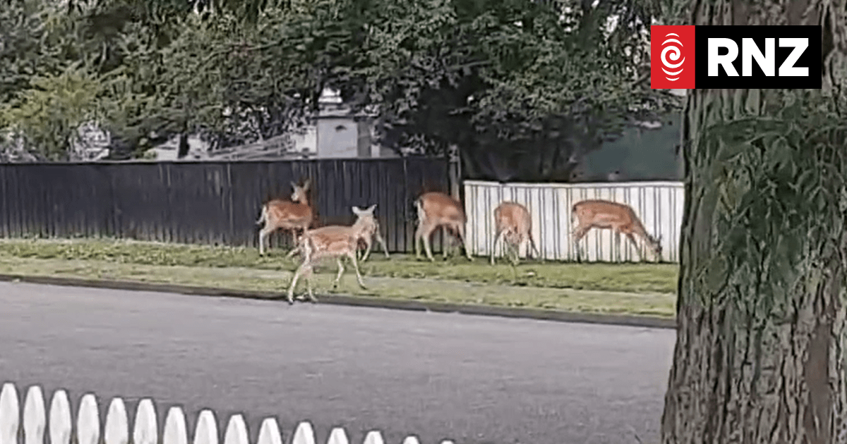 Wild deer wandering the streets of Whanganui