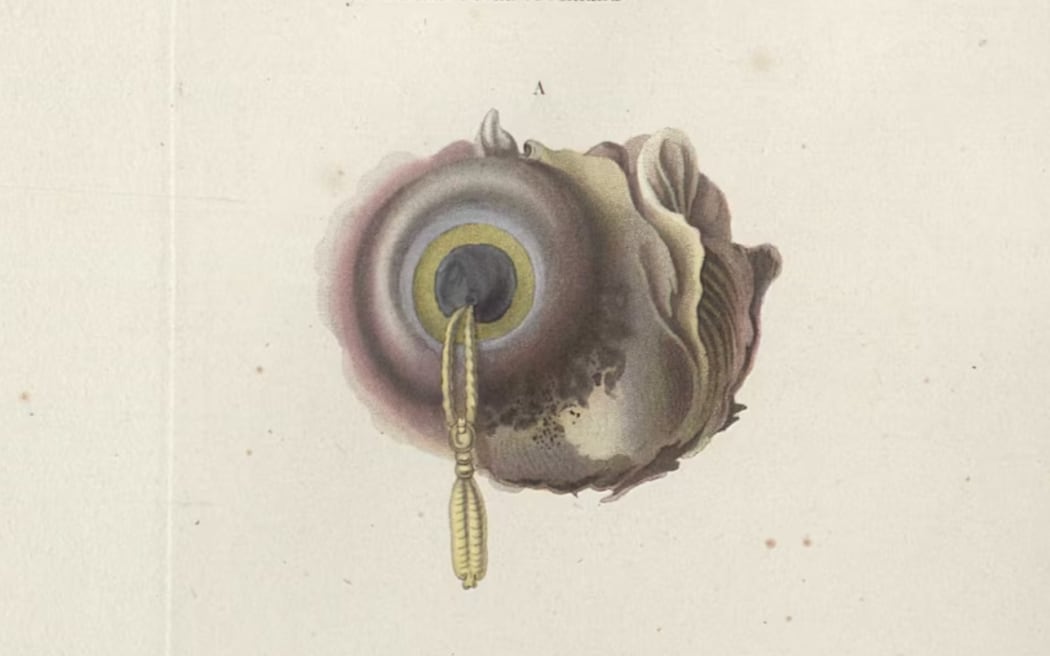 A lithograph from an 1838 book of a parasitic copepod which has hooked into the cornea, the protective layer of the eye, of a Greenland shark (National and University Library of Iceland: Auguste Mayer)