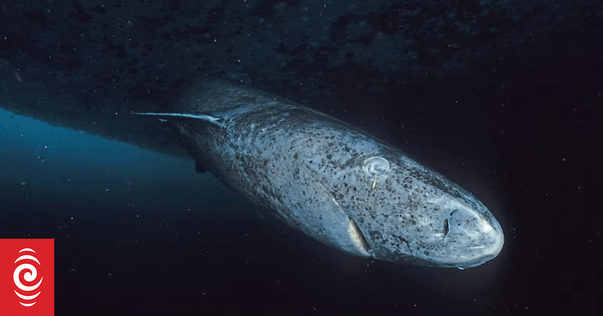 Eyes of world's longest-living vertebrate, the Greenland shark, show little ageing