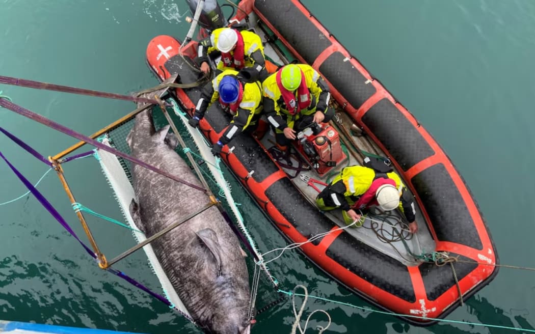 No piece of Greenland shark is wasted by researchers who study its ability to live so long. The shark is not the only long living vertebrate in the world.