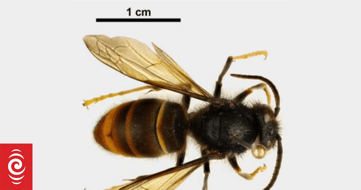 More yellow-legged hornet queens found in Auckland