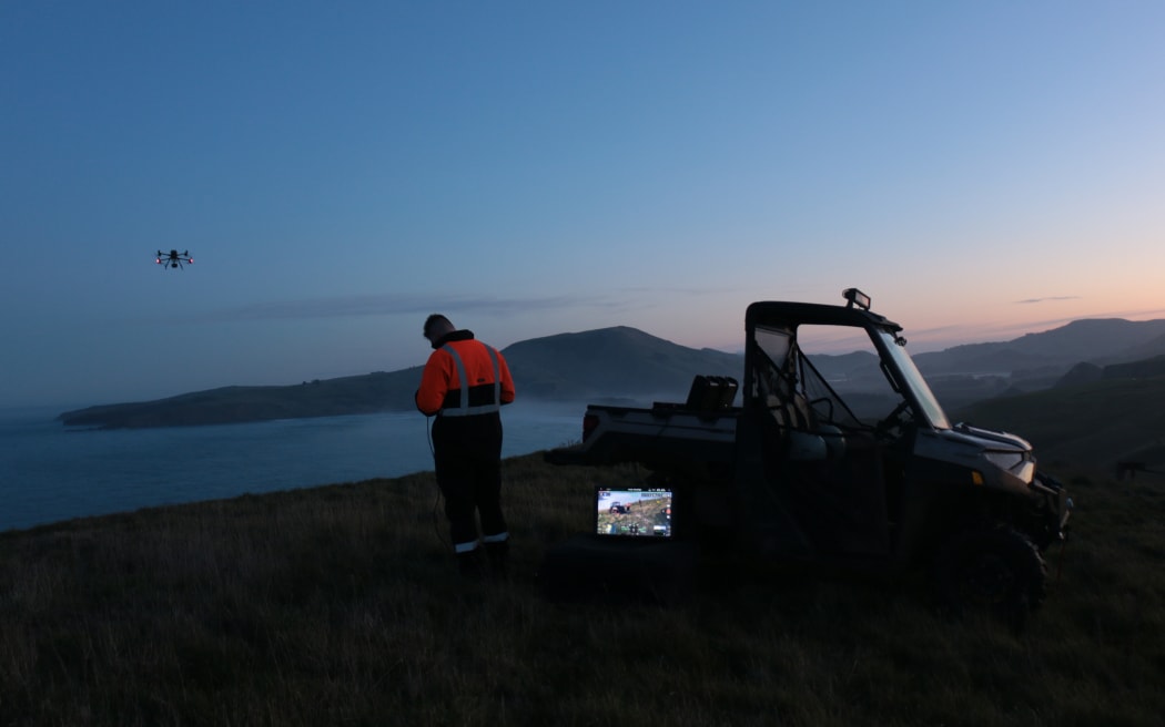 Thermal drones are used to help find remaining possums where densities are low.
