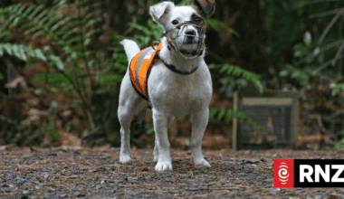 13-year-old rodent sniffer dog back on the job after rat found on predator free island