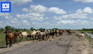 Flood warnings continue as Queensland stock losses to hit more than 100,000