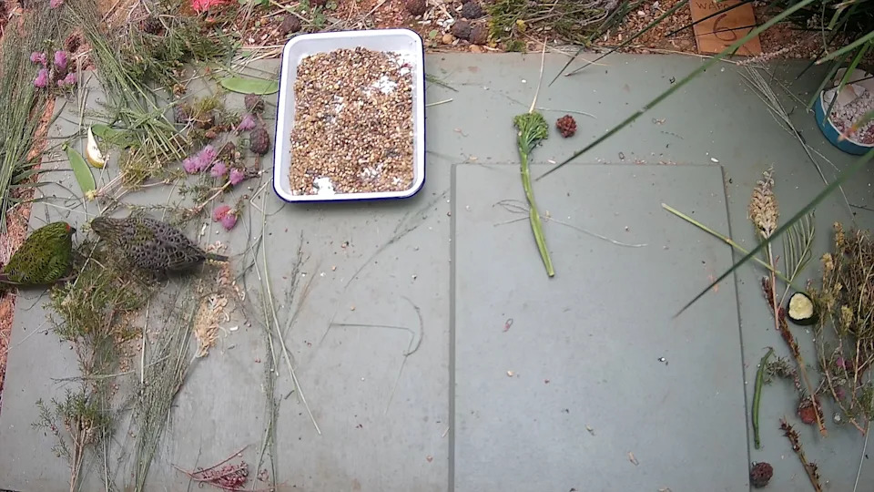 A parent and baby western ground parrot at Perth Zoo from above.