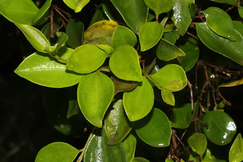 Close-up of Rhodamnia zombi leaves.
