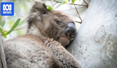 Mount Lofty Ranges koala population boom risks starvation, study finds