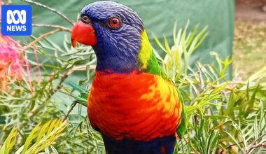 How to attract native wildlife and birds to your garden