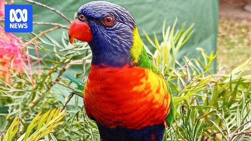 How to attract native wildlife and birds to your garden