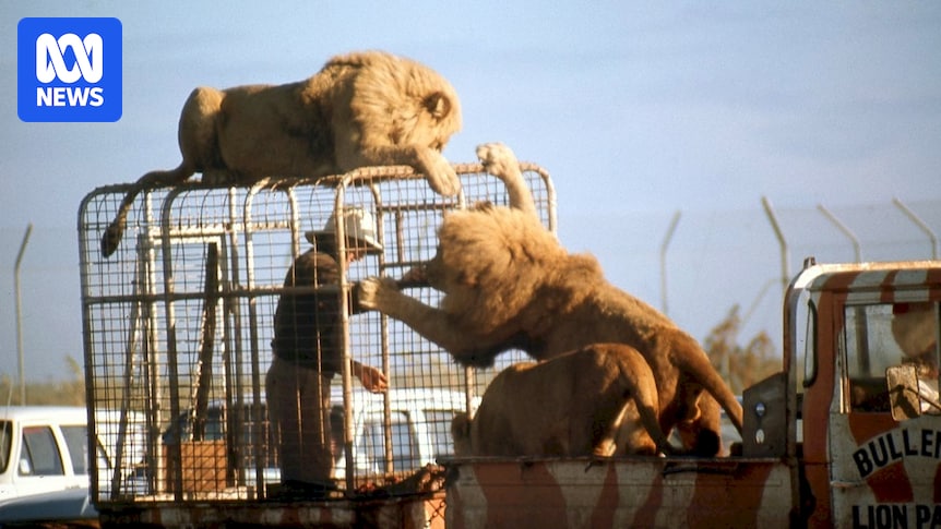 How a lion crushed a Datsun with newlyweds inside in 1970s Adelaide