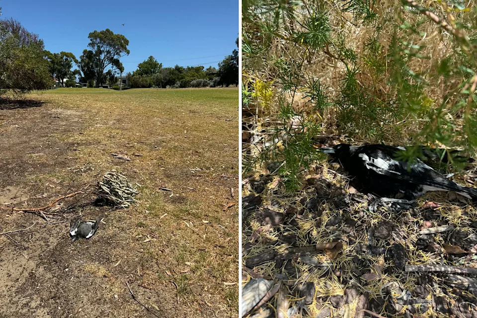 Two dead magpies on the ground in separate areas near Alex's home. 
