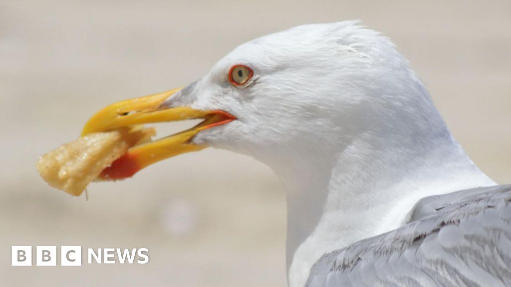 By-law bids to ban feeding gulls in Eyemouth after attacks