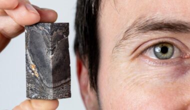 Fossil dating back 410 million years joins museum collection