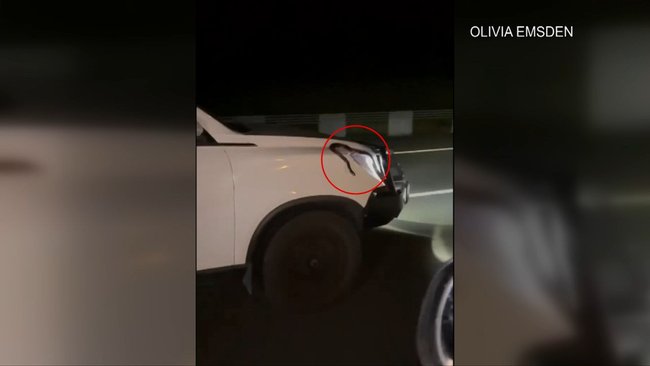 The 2m red-bellied black snake clung to the bonnet of a moving car for kilometres before disappearing into the engine bay.