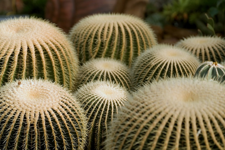 Eight fully grown cactus with thorns. The cactus are cylindrical in shape.