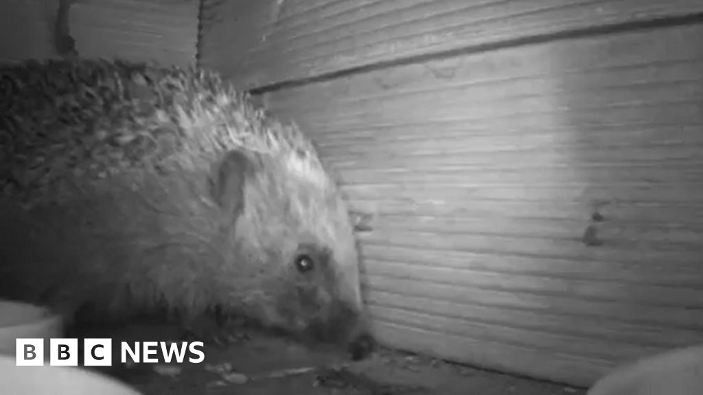 Hidden cameras reveal what hedgehogs really get up to after dark