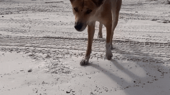 Dingo GIF