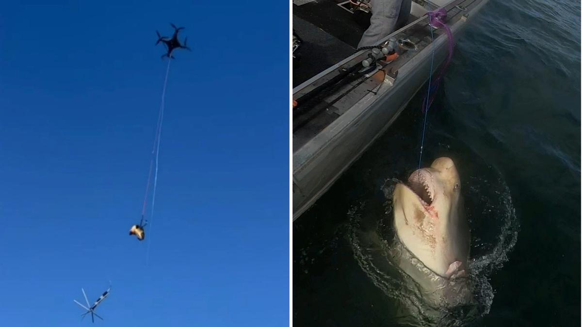Sydney shark attacks: Bull shark drone hunters move in amid multiple attacks
