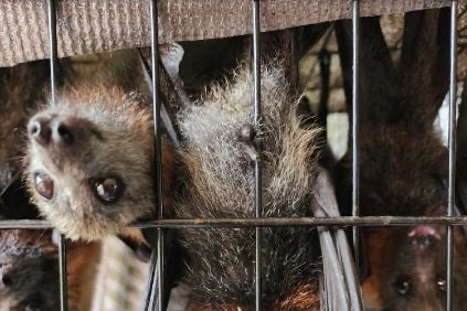 A small orange and grey bat hangs upside down in a balck wire cage with its head poked out between the bars.