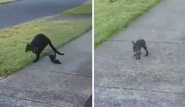 Shocked resident saves wallaby joey after its flung from mother’s pouch in suburban Victoria