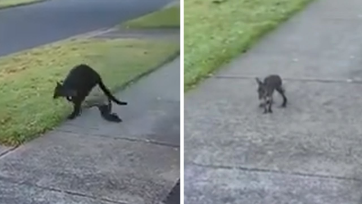 Shocked resident saves wallaby joey after its flung from mother’s pouch in suburban Victoria