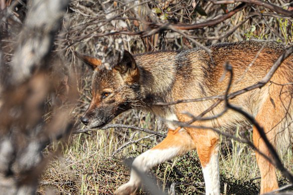 Wilkerr, found in the Big Desert region, are a genetically distinct group of dingoes.