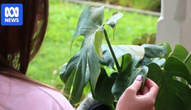 From small cuttings to large pots, household plants are being stolen in great numbers
