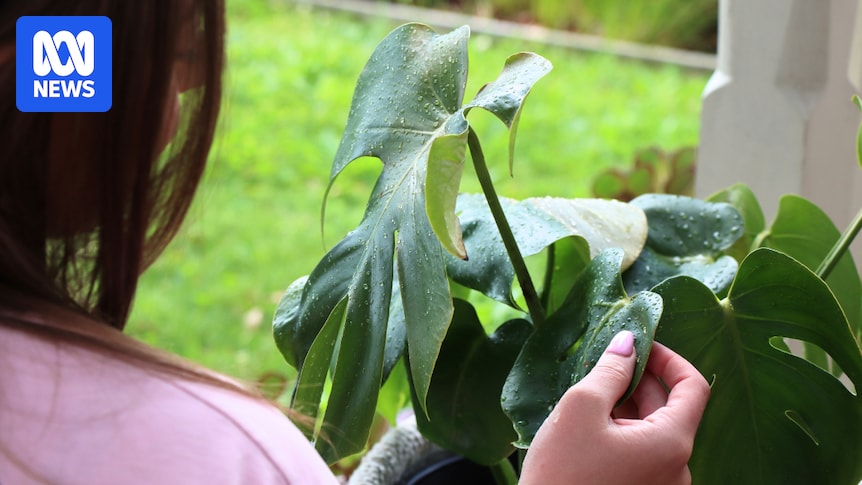 From small cuttings to large pots, household plants are being stolen in great numbers