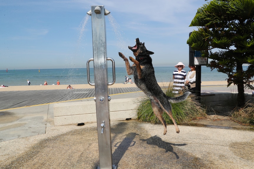 A dog cools off under a shower as people flock to St Kilda beach