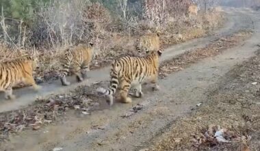 Camera traps in China capture first-ever footage of Amur tigress with five cubs