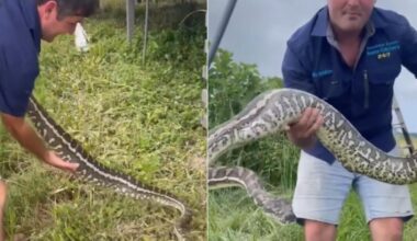 Sunshine Coast python devours family cat in viral clip as snake catcher warns owners