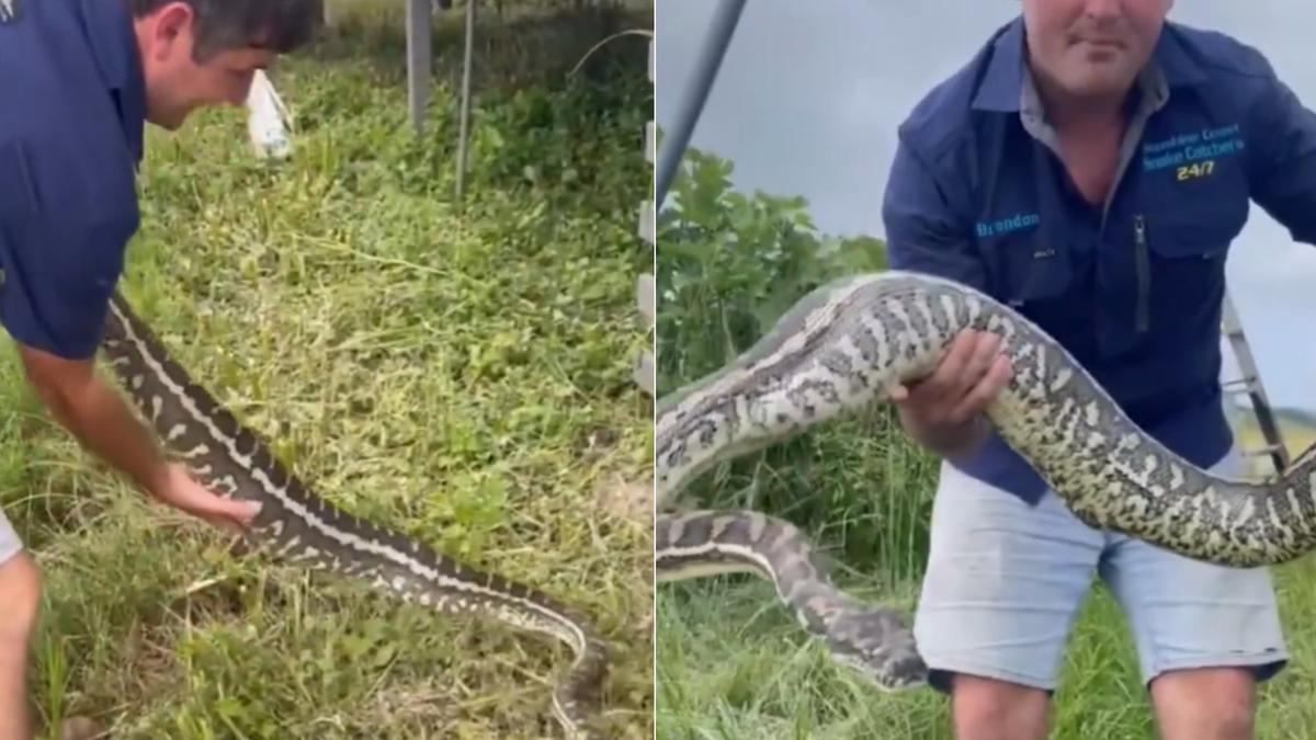 Sunshine Coast python devours family cat in viral clip as snake catcher warns owners