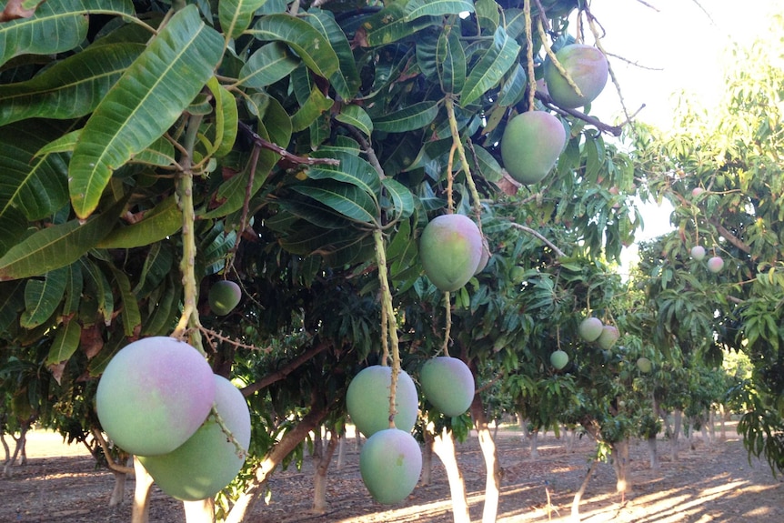 Large mangoes hanging from a tree.