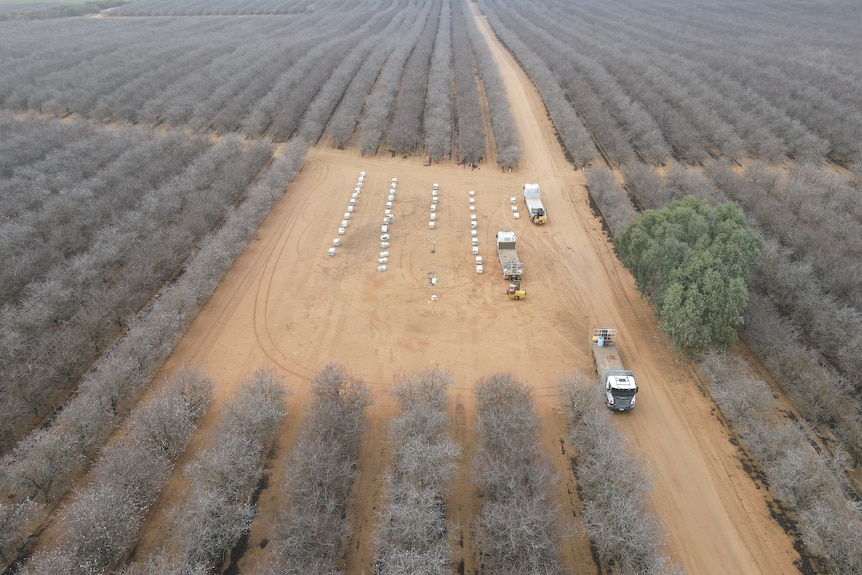 An aerial shot of several rows of beehives in a cleared area on a nut orchard.