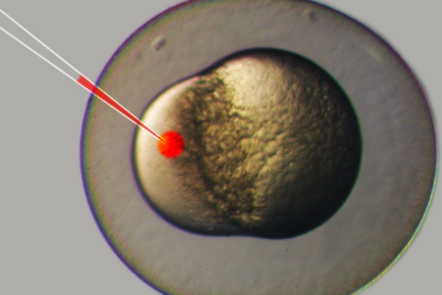 A single cell being ejected under a microscope