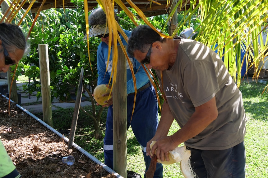 Three men work on a garden bed dehusking coconuts.