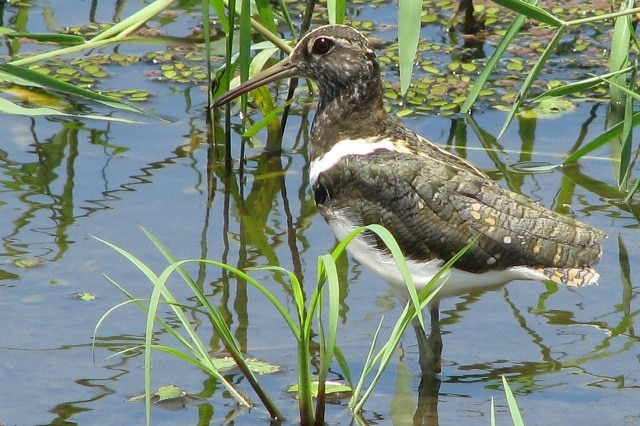 A brown bird with a white underside and long legs and beak, the Australian painted snipe, stands in a shallow wetland. 