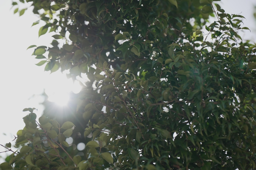 Sun shining through tree