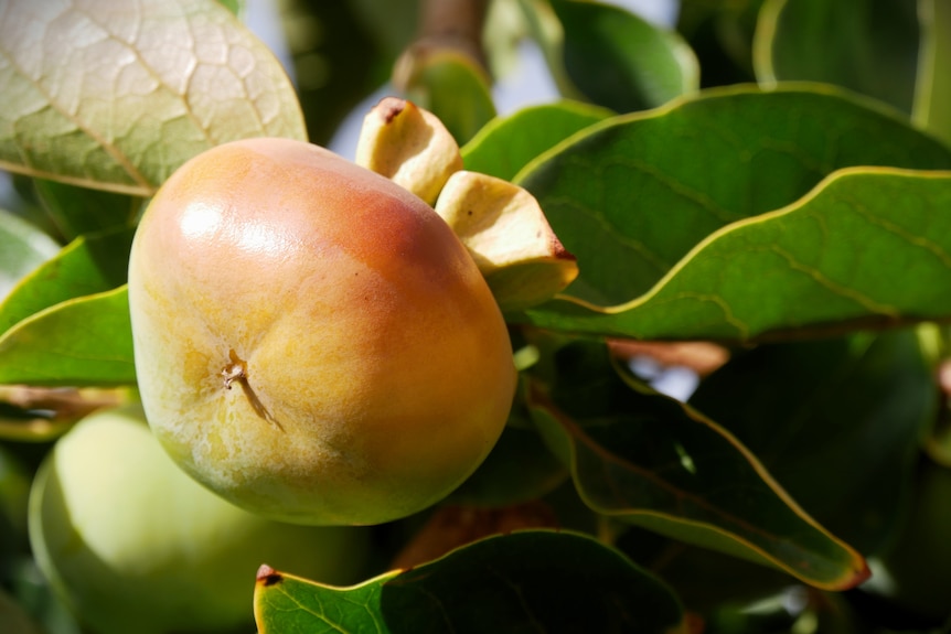 sunburnt persimmons.