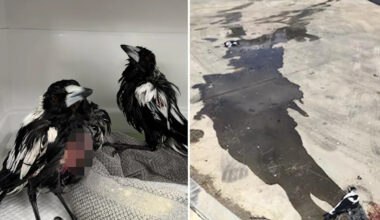 Magpies found glued to car park floor behind take-away restaurant: ‘Horrible’
