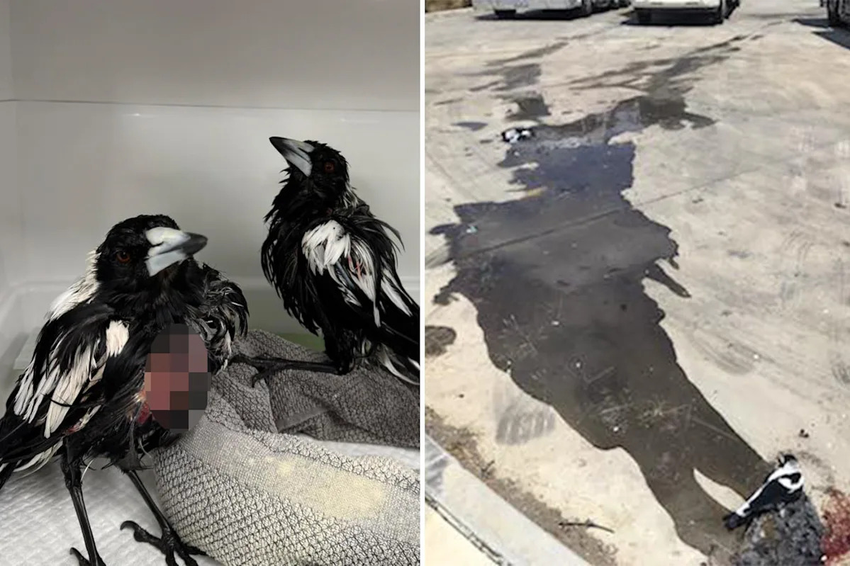 Magpies found glued to car park floor behind take-away restaurant: ‘Horrible’