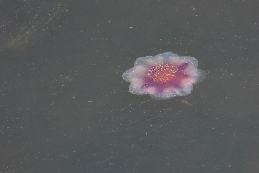 A red and white jellyfish swims in dark waters.