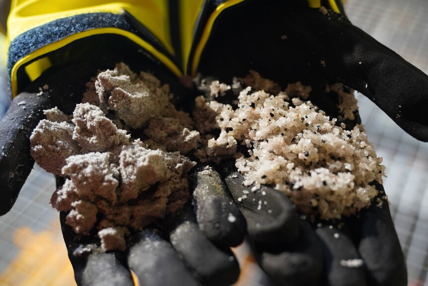 Handfuls of lithium concentrate.