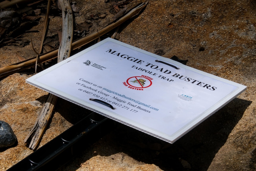 A white sign in a creek that reads: Maggie Toad Busters tadpole trap