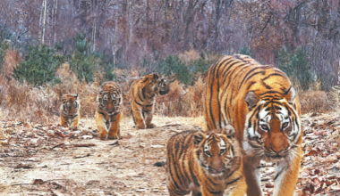Sightings of Amur tiger families show nation's conservation efforts paying off
